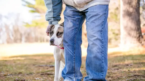 shy dog