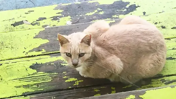 the backyard cat gang
