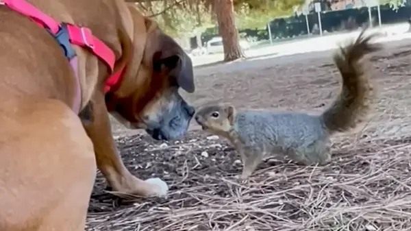 the dog who loves squirrels