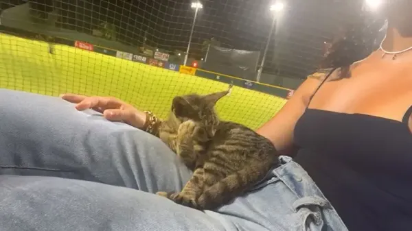 the kitten who chose me at a baseball game