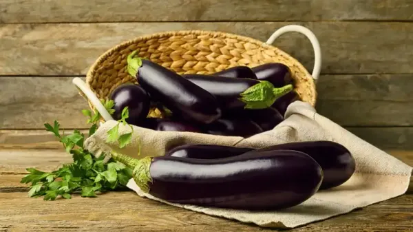 can you feed eggplant to your pet