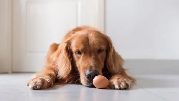 can you feed eggs to your pet