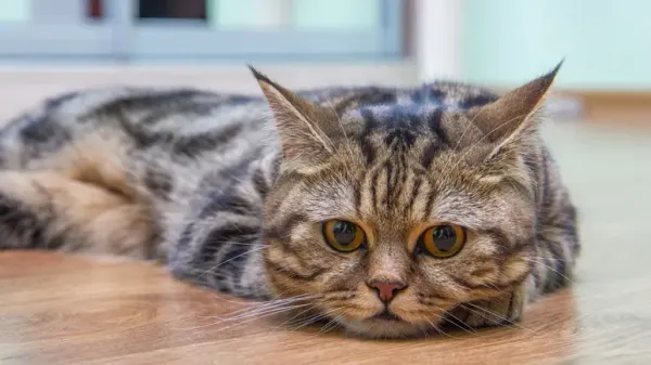 cat in pain