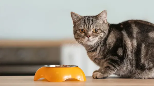 cats are carnivores