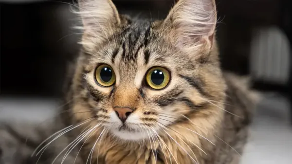 dilated cat eyes