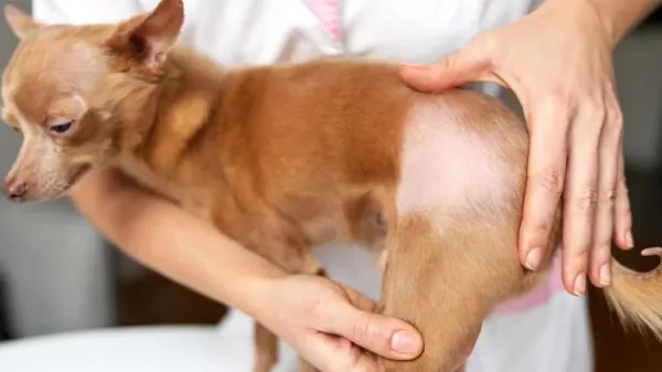 dog alopecia