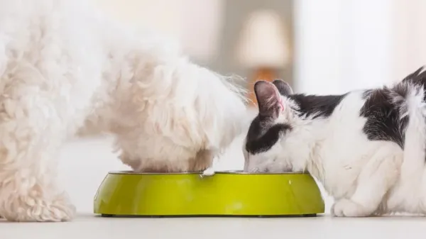 dog cat species appropriate diets