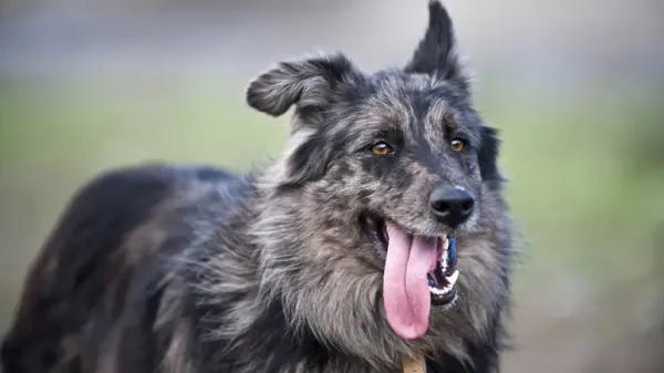 dog hanging tongue syndrome