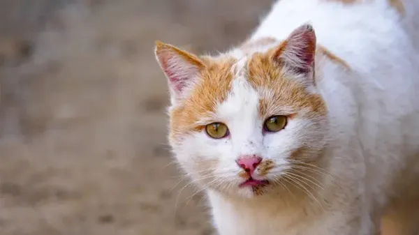 feral cat shelter