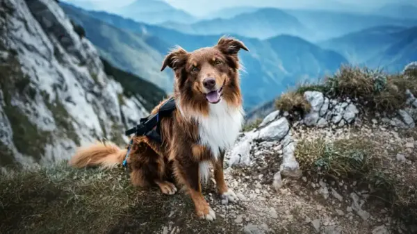 hiking with dog