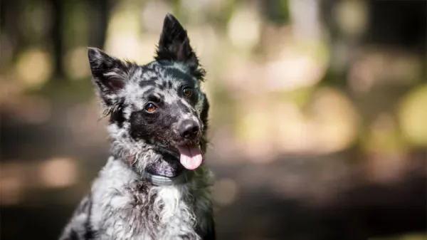 mudi herding dog breed