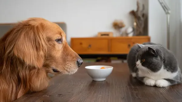 poison proofing home pets