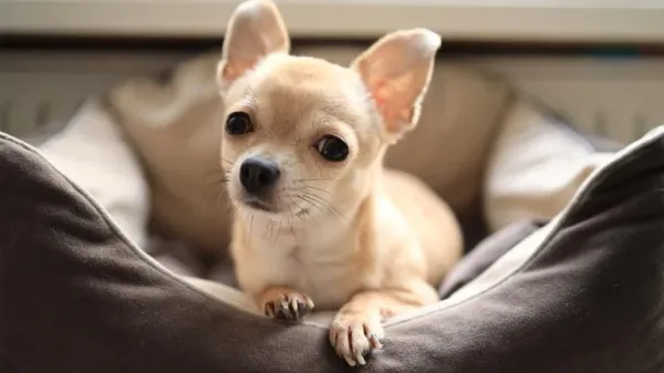small dogs
