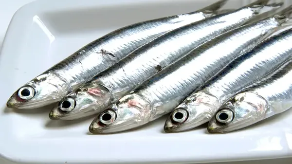 can you feed anchovies to your pet