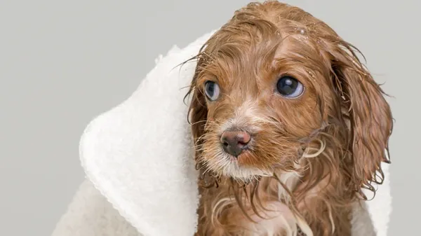 conquering dogs bath time blues