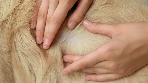 dog dandruff