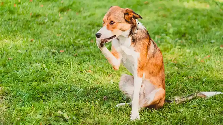 dog itchy paws