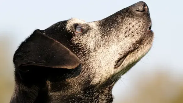 doggy brain fog