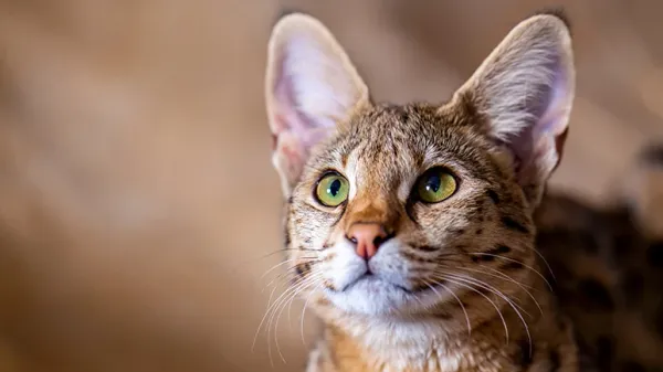 savannah breed