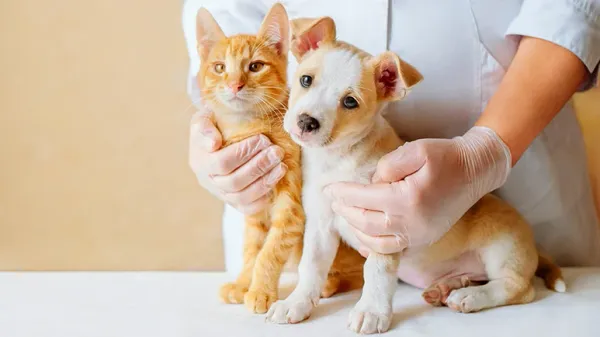second veterinary opinion