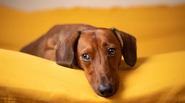 tips to keep senior dog healthy happy