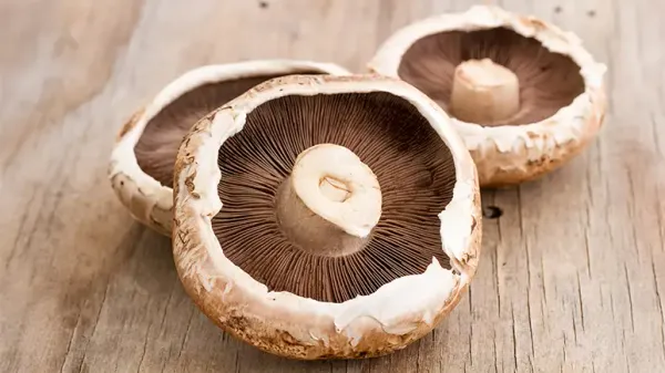 can you feed portobello mushroom to your pets