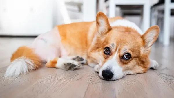 canine noise phobia