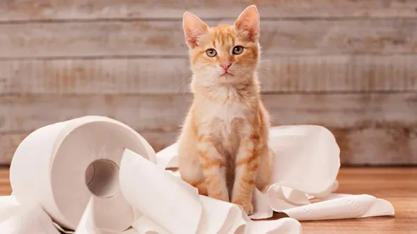 cat diarrhea