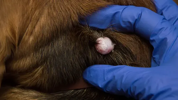cysts vs tumors in dogs