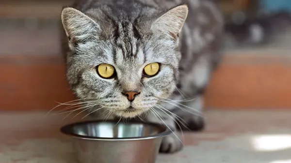 diabetic cats