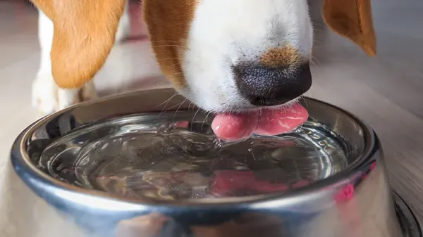 dog dehydration 101