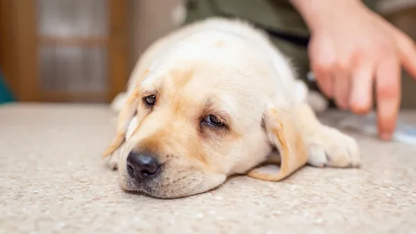 dog food allergies