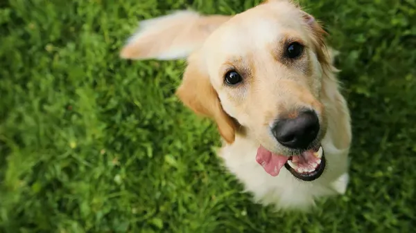 dog nuzzle