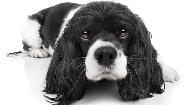 dogs dilated pupils