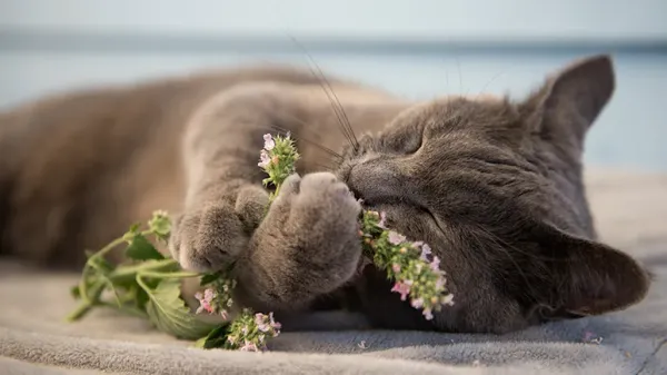 herbs cat will love
