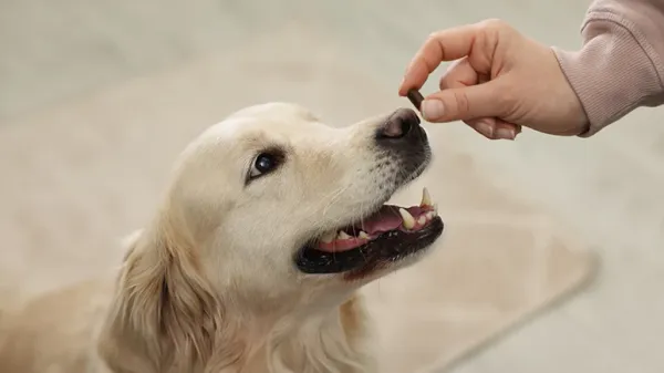 natural probiotics for dogs