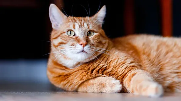 overweight cats