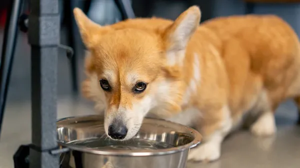 placing your dogs water bowl right spot