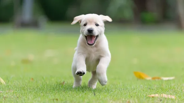 puppy growth