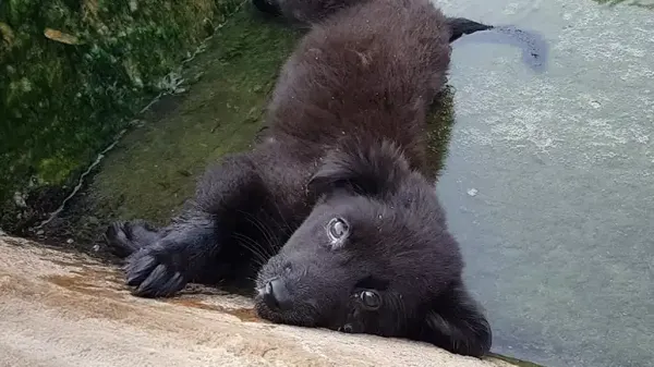 rosies rescue