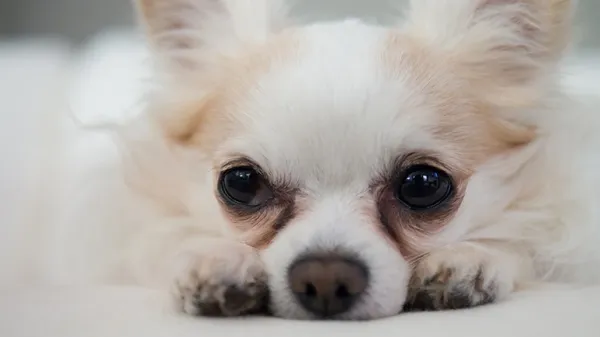 tear stains in dogs