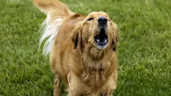 calming music for dogs