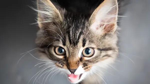 cat chat 101