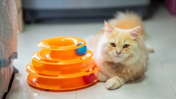 cat food puzzle benefits