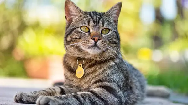 cat owner mistakes