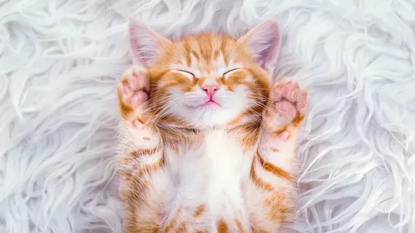do cats dream