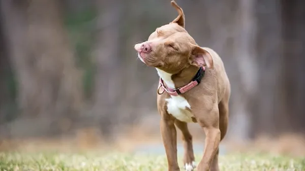 dog head shaking
