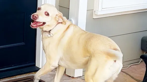 dog rings special doorbell for daily bestie visits