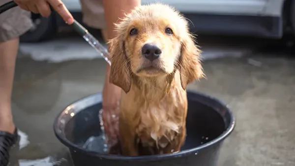 dogs bathwater