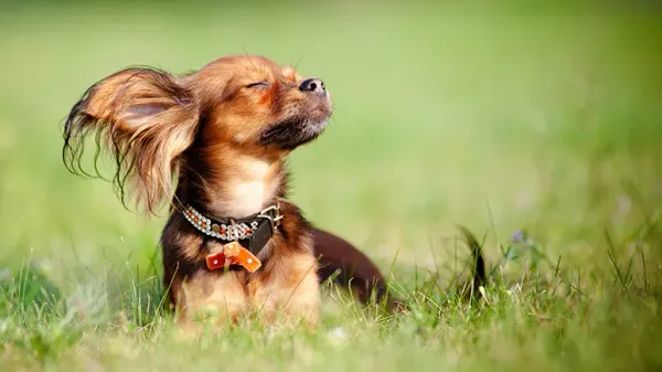 dogs sunbathe